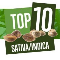 Top 10 Sativa-Indica Cannabissorten