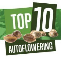 Top 10 Autoflowering