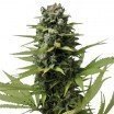 Blue Haze (Zativo Seeds)