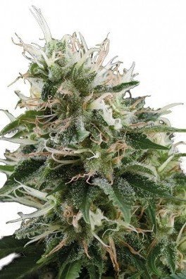 Kalashnikov (Zativo Seeds)