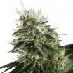 Kalashnikov (Zativo Seeds)