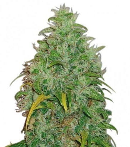 Original Skunk Zativo Seeds Zativo