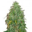 Original Skunk (Zativo Seeds)