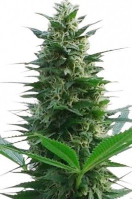 Cheese (Zativo Seeds)