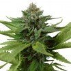 Blue Widow (Zativo Seeds)