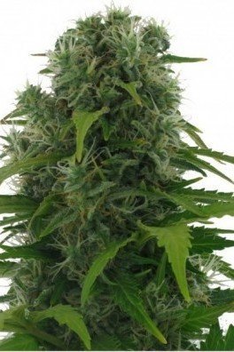 Northern Lights Autoflowering (Zativo Seeds)