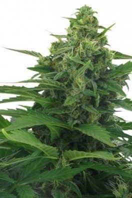 Original Skunk Autoflowering (Zativo Seeds)