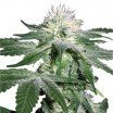 Hash Ultimate (Zativo Seeds)