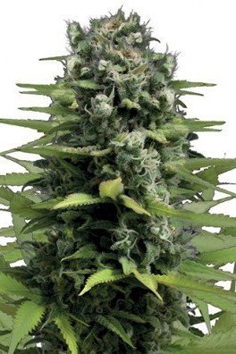 Lemon Haze (Zativo Seeds)