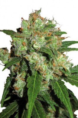 Sensi Skunk (Sensi Seeds)