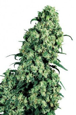 Skunk 1 (Sensi Seeds)