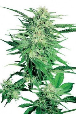 Big Bud (Sensi Seeds)