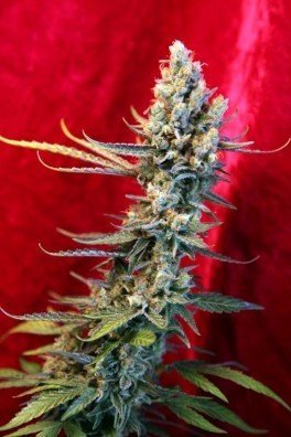 Blackdance (Reggae Seeds)