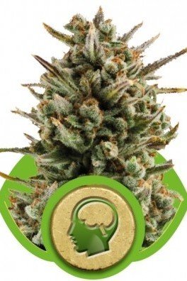 Royal AK Automatic (Royal Queen Seeds)