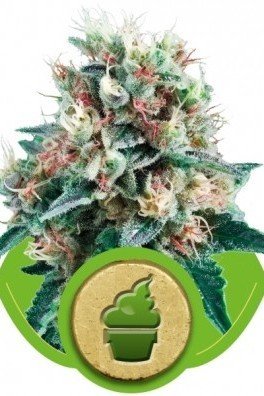 Royal Creamatic (Royal Queen Seeds)