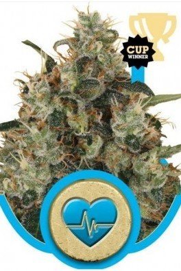 Medical Mass (Royal Queen Seeds)