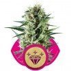 Special Kush 1 (Royal Queen Seeds)