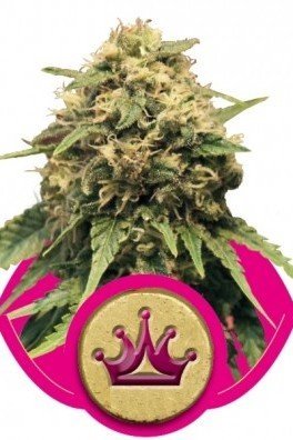 Special Queen 1 (Royal Queen Seeds)