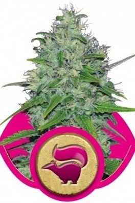 Skunk XL (Royal Queen Seeds)