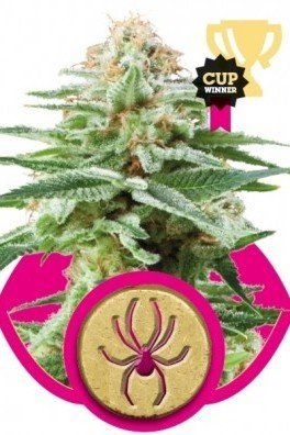 White Widow (Royal Queen Seeds)