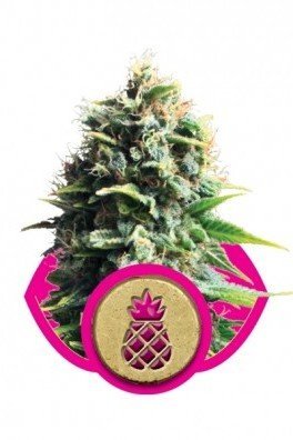 Pineapple Kush (Royal Queen Seeds)