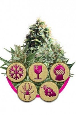 Feminized Mix (Royal Queen Seeds)