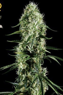 Big Bang Autoflowering (Greenhouse Seeds)