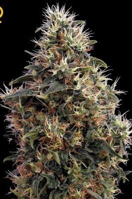 Big Bang Autoflowering (Greenhouse Seeds)