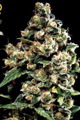 Jack Herer (Greenhouse Seeds)