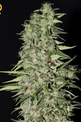 Diamond Girl (Greenhouse Seeds)