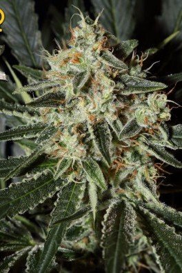 Cheese (Greenhouse Seeds)