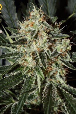 Big Bang Autoflowering (Greenhouse Seeds)