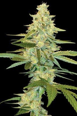 Cannalope Kush (DNA Genetics)