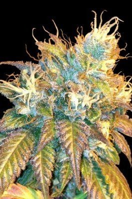 Sour Secret (DNA Genetics)