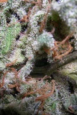 Indica Champions Pack (Paradise Seeds)