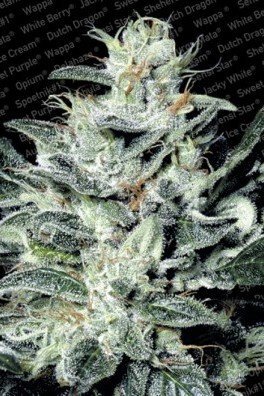 Sensi Star (Paradise Seeds)