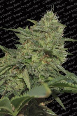 Original Cheese (Paradise Seeds)