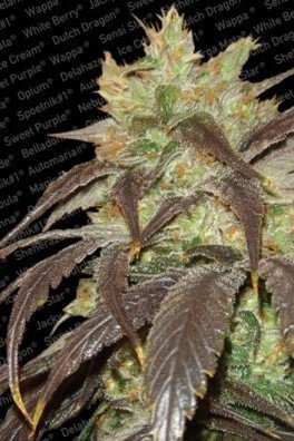 Spoetnik 1 (Paradise Seeds)