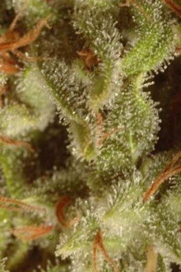 Sativa Champions Pack (Paradise Seeds)