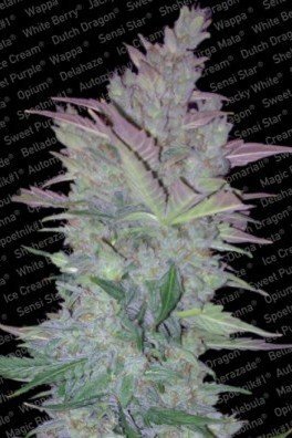 Vertigo (Paradise Seeds)