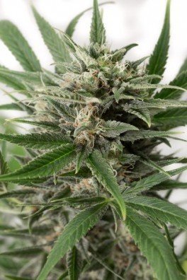 Blue Amnesia XXL Autoflowering (Dinafem)