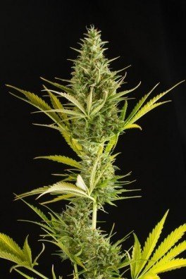 Cheese XXL Autoflowering (Dinafem)