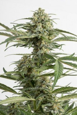 Critical Cheese Autoflowering (Dinafem)