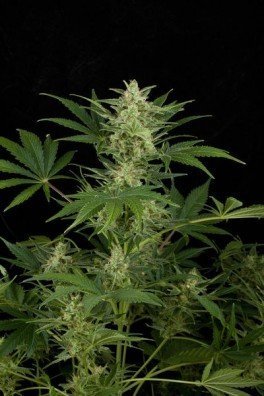 Critical Jack Autoflowering (Dinafem)