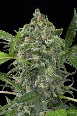 White Cheese Autoflowering (Dinafem)