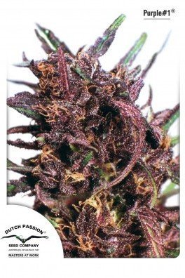 Blueberry (Dutch Passion)