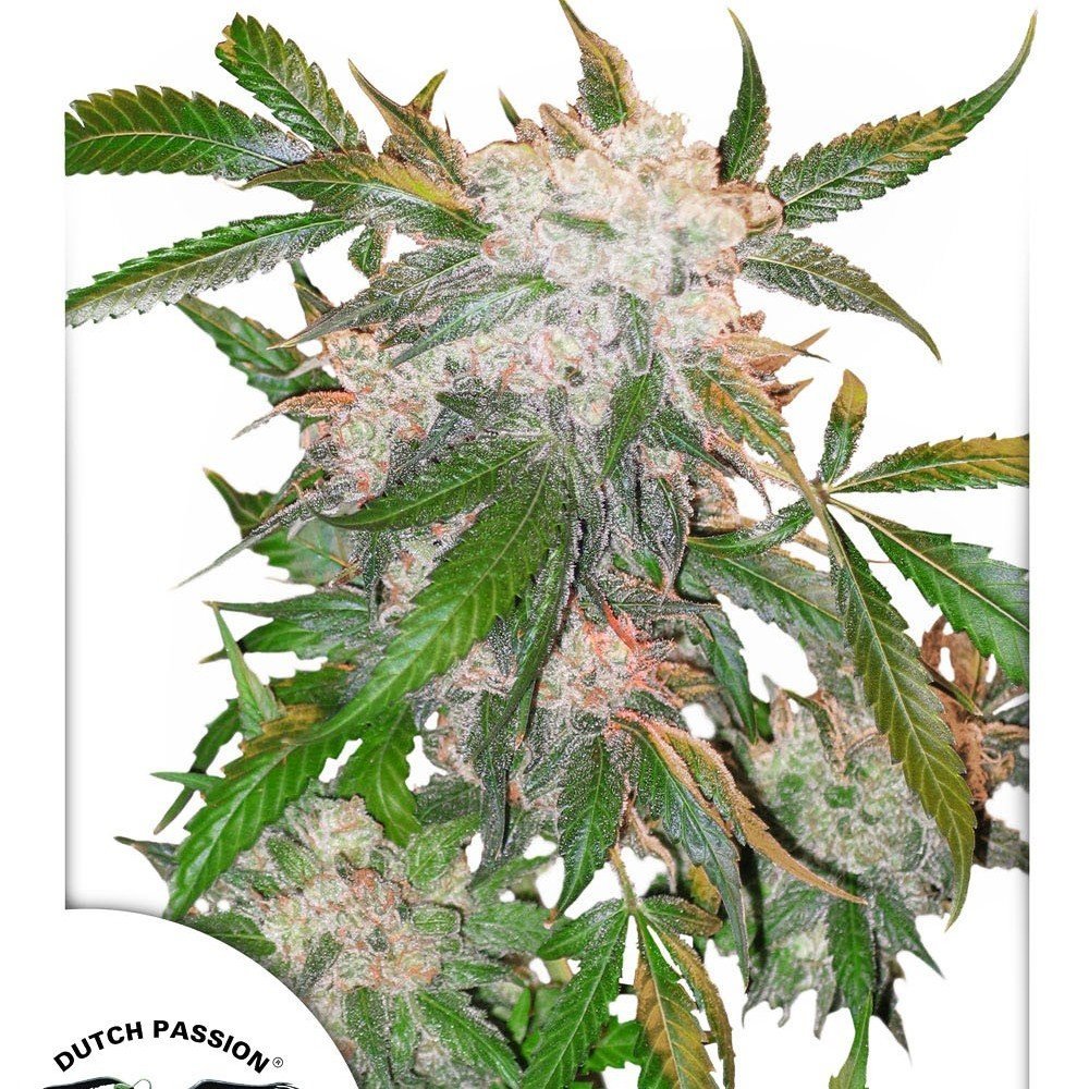 White Widow (Dutch Passion) Zativo
