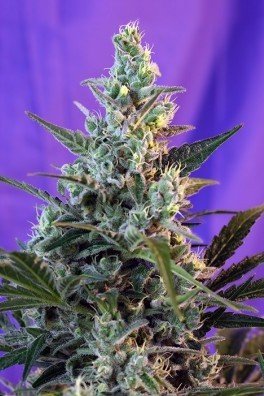 Sweet Skunk F1 Fast Version (Sweet Seeds)