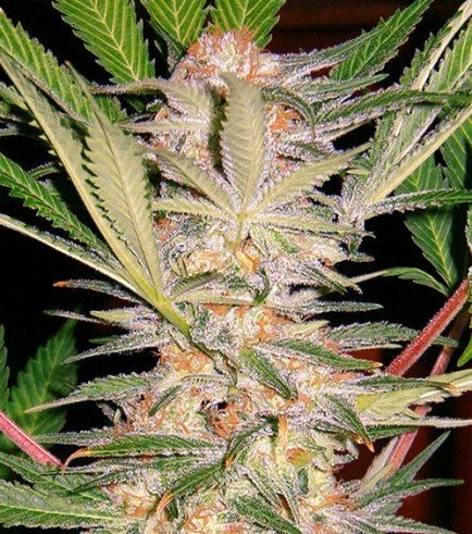 S.A.D. Sweet Afgani Delicious F1 Fast Version (Sweet Seeds)