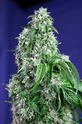 Big Devil F1 Fast Version (Sweet Seeds)